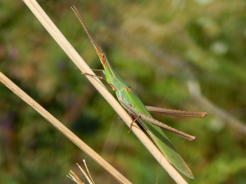 Acrida turrita?  No, Acrida ungarica mediterranea